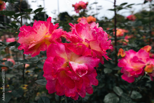 Background of colorful flowers in close-up in the botanical garden of the city of Bogot  