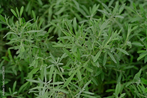 Myrica cerifera is a small evergreen tree or large shrub that is useful in gardens and for making candles, as well as as a medicinal plant.