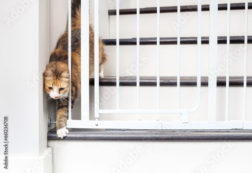 Cat walking through pet gate or baby gate. Cute fluffy kitty passing gate by squeezing through an opening. Concept for pet safety and new animals or baby in house. Female calico cat. Selective focus. photo