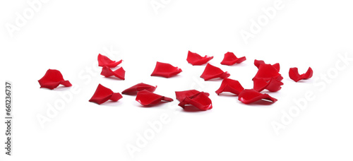 Beautiful red rose petals on white background