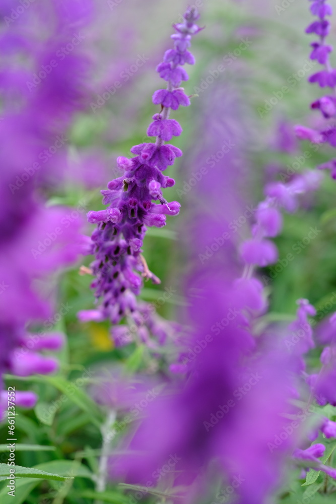 Obraz premium Salvia leucantha is a plant species belonging to the Lamiaceae family. Mexican bush sage.