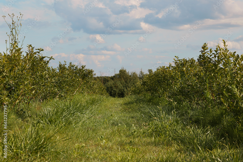 Obraz premium Blueberry bushes growing on farm outdoors. Seasonal berries