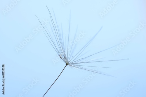Seeds of dandelion flower with water drops on light blue background  macro photo