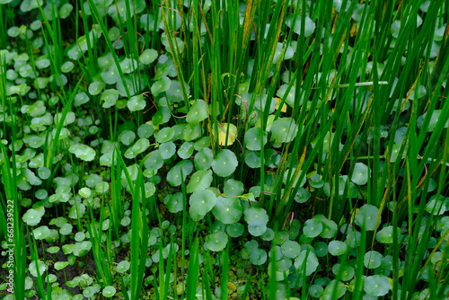 Centella asiatica, commonly known as Gotu Kola, brahmi, Indian pennywort and Asiatic pennywort, is a herbaceous, perennial plant in the flowering plant family Apiaceae. 