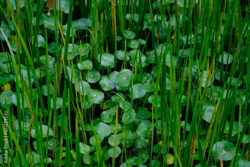 Centella asiatica  commonly known as Gotu Kola  brahmi  Indian pennywort and Asiatic pennywort  is a herbaceous  perennial plant in the flowering plant family Apiaceae. 