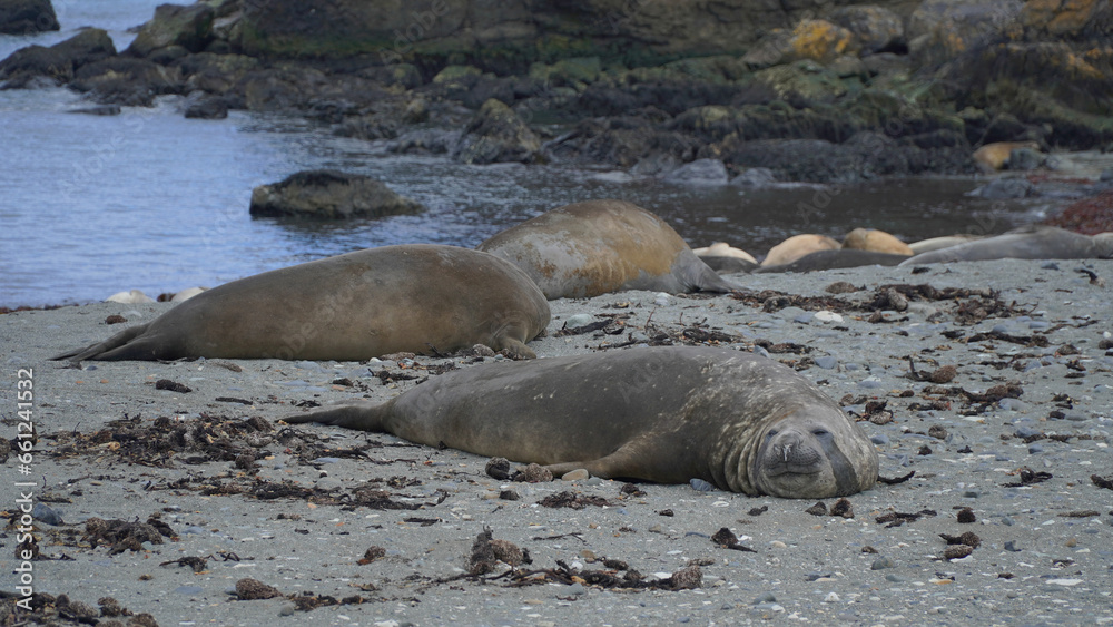 Fototapeta premium a group of sea lions on the rocky coast of Antarctica