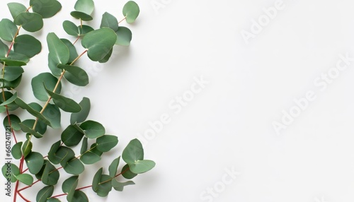 Top view green eucalyptus leaves on isolated white background with copy space photo