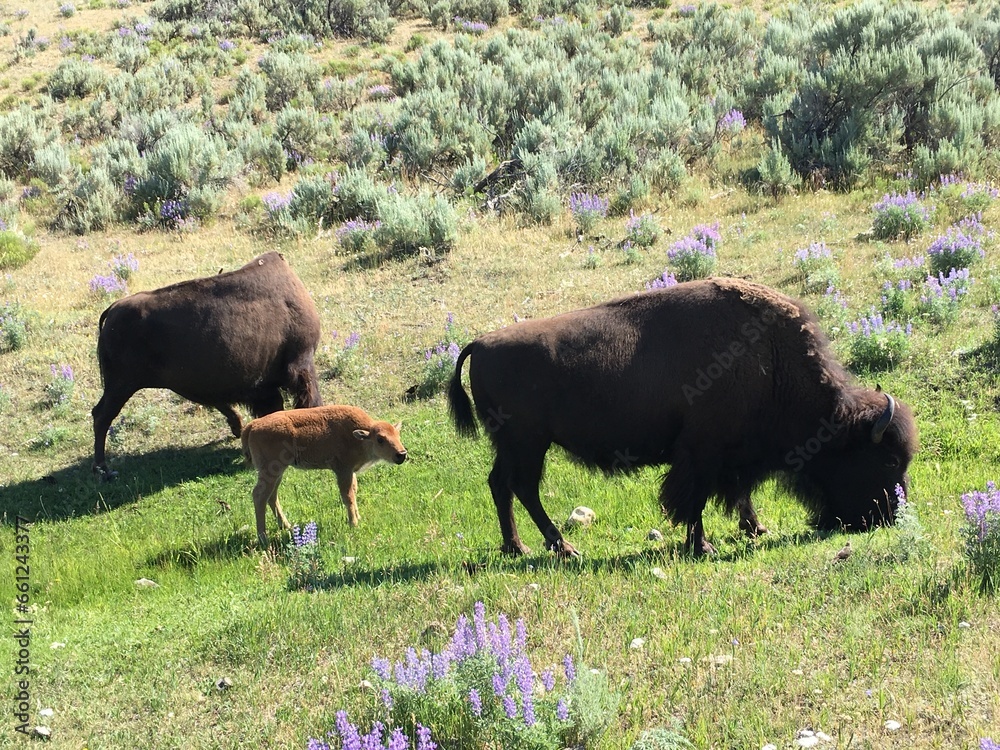buffalo grazing