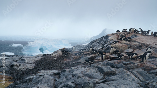 antarctic penguins, wildlife, on the rocky ocean shore