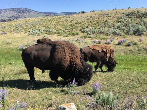 buffalo grazing