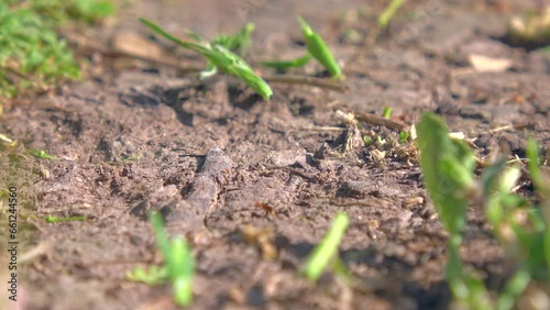 Wallpaper Mural Ants Torontodigital.ca