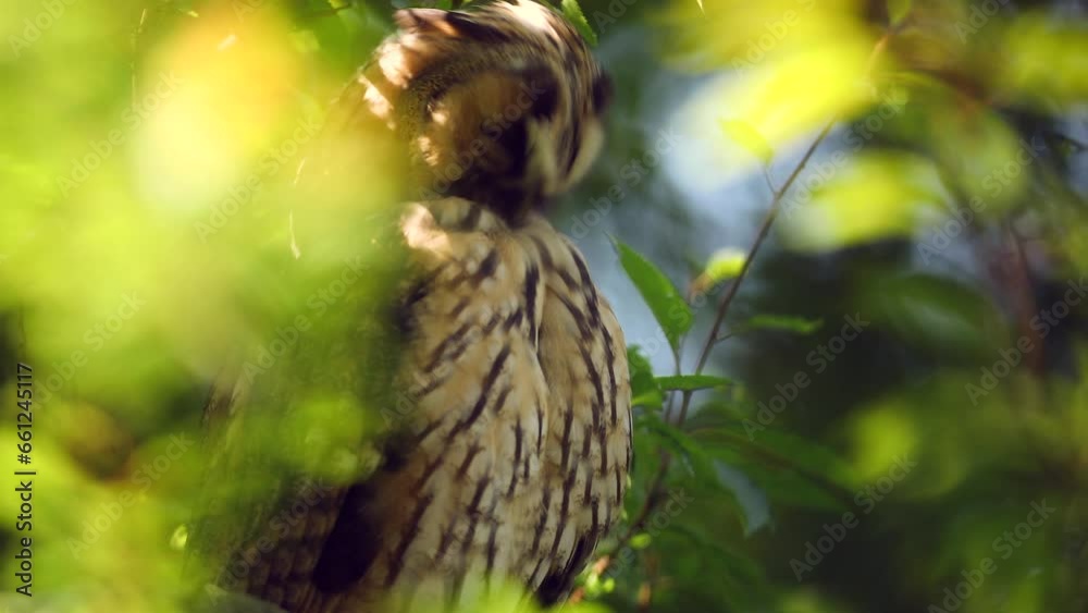 Close up feather care of long eared owl (Asio otus) sitting on dense branch deep in crown. Wildlife tranquil portrait footage of bird in natural habitat background. Close up feather care of long eared owl (Asio otus) sitting on dense branch deep in crown. Wildlife tranquil portrait footage of bird in natural habitat background.