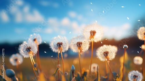 dandelion in the grass