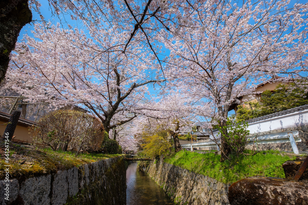 Kyoto, Japan - March 30 2023: The Philosopher's Path is a stone path through the northern part of Kyoto's Higashiyama district. The path follows a canal which is lined by hundreds of cherry trees Kyoto, Japan - March 30 2023: The Philosopher's Path is a stone path through the northern part of Kyoto's Higashiyama district. The path follows a canal which is lined by hundreds of cherry trees