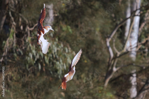 Two Nankeen Night Herons in flight