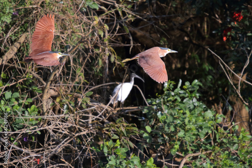 Two Nankeen Night Herons in flight