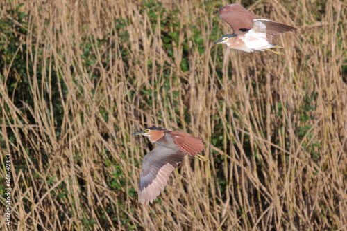 Two Nankeen Night Herons in flight