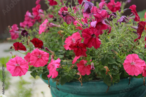 Fototapeta Naklejka Na Ścianę i Meble -  pink flowers in pots