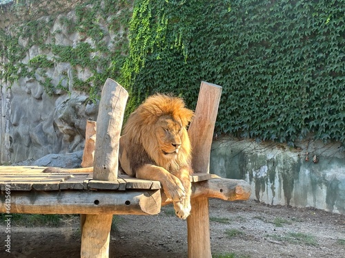 Lion laying and resting in zoological garden in Olomouc, Czech Republic
