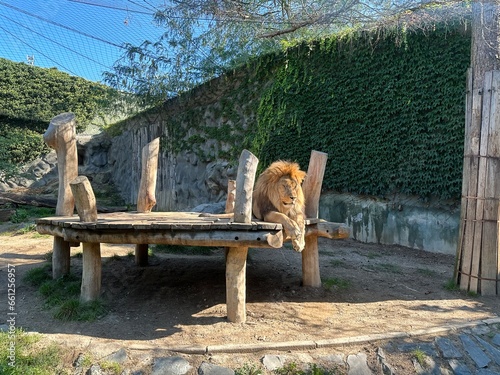 Lion laying and resting in zoological garden in Olomouc, Czech Republic
