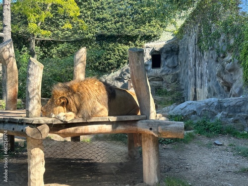 Lion laying and resting in zoological garden in Olomouc, Czech Republic