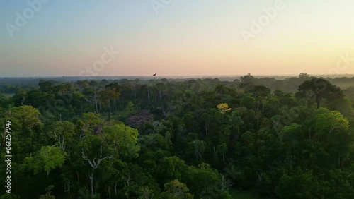 Scenic sunrise at amazon tropical rainforest river and macaw parrots flying around photo