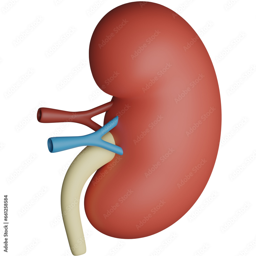 Kidney 3D Icon