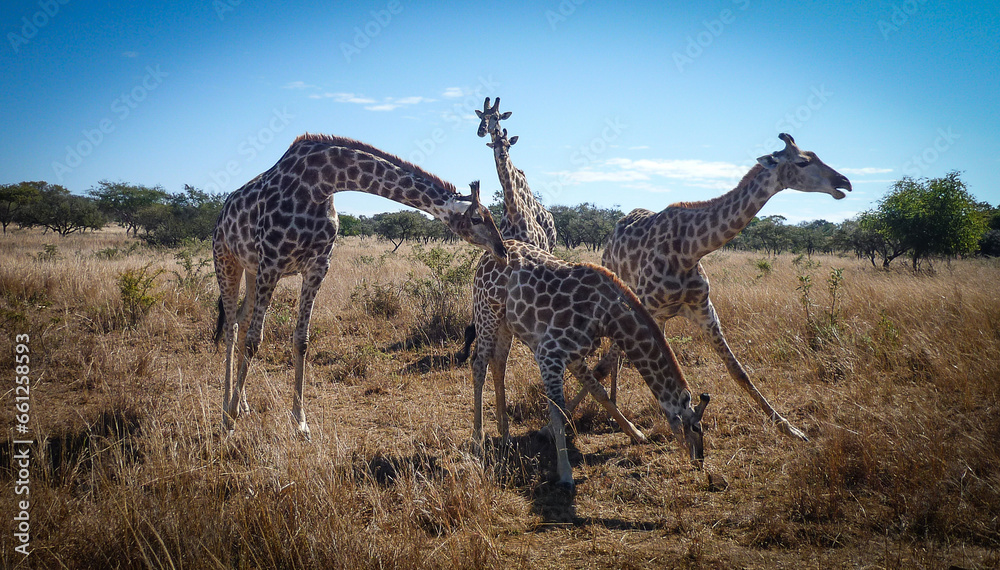 Obraz premium African Giraffes