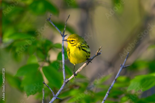 Prairie Warbler at Howard Marsh Metropark photo