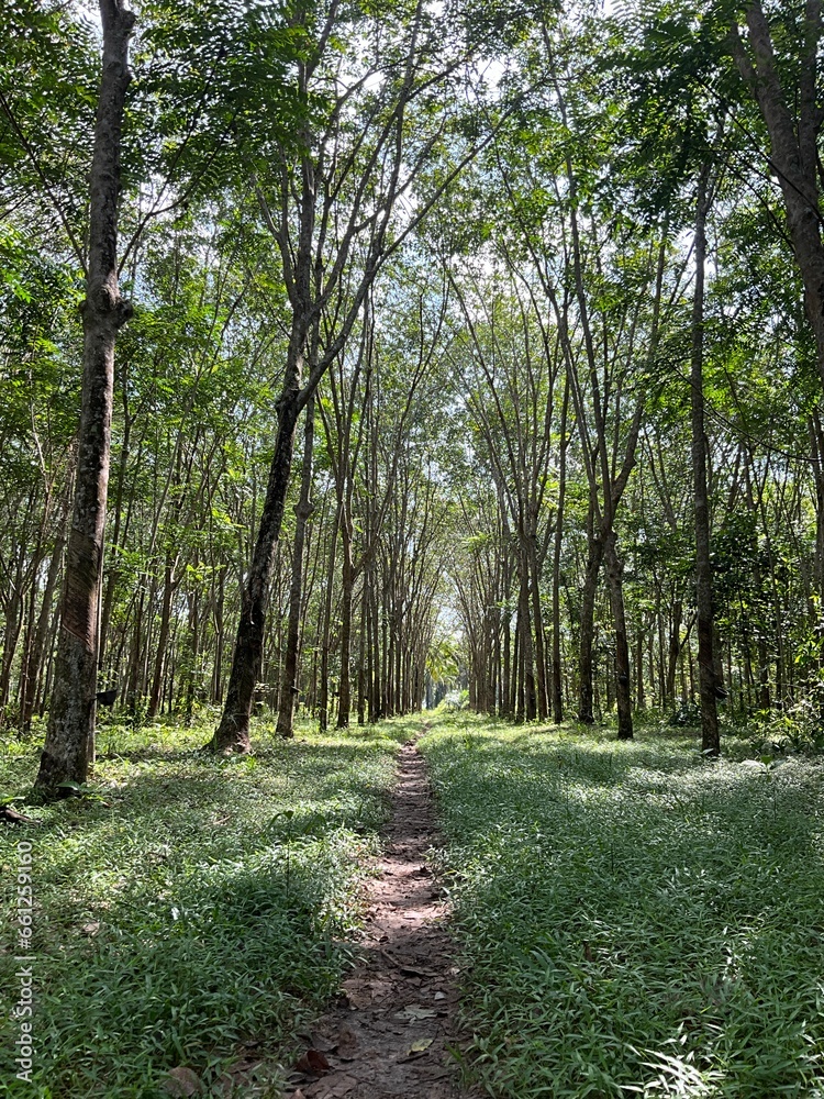 Obraz premium Rubber trees, a Thai economic crop, are commonly grown in the southern region of Thailand.