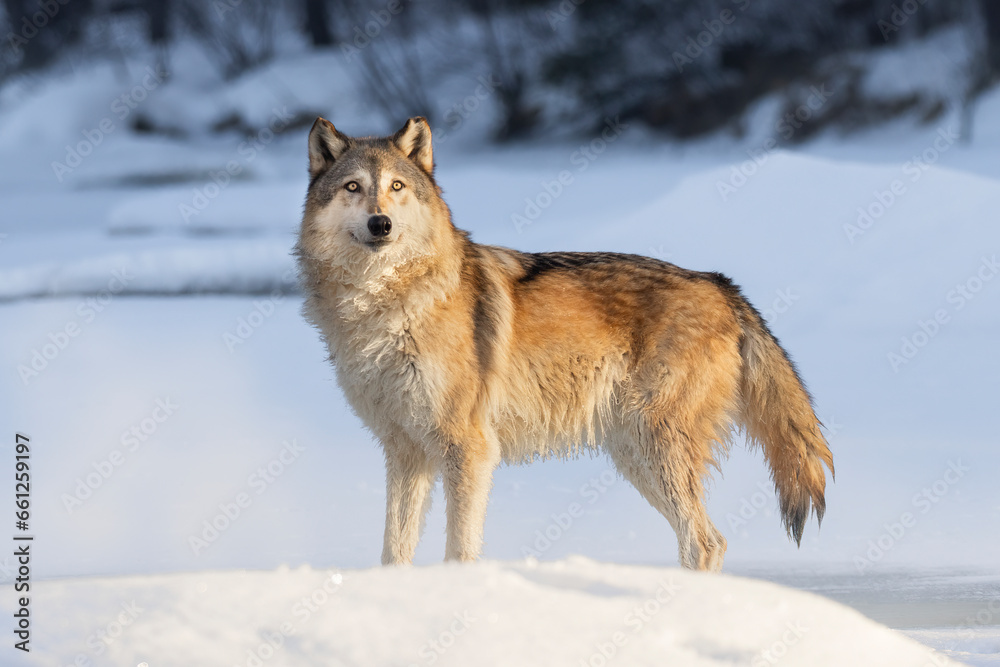 Gray Wolf (Canis lupus) at day break. Bathed in golden morning sunlight, as it stands poised in cold winter snow and ice. Large canid mammal in morning light. Taken in controlled conditions 
