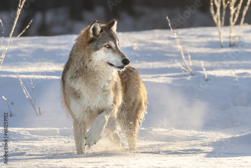 In the Morning Hour  Howl. Adult Gray Wolf  Canis Lupus  in North America. Mist forms over snow covered tundra  it is winter. Dawn s sunlight warms the cold. Taken in controlled conditions