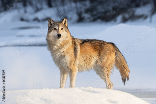Gray Wolf  Canis lupus  at day break. Bathed in golden morning sunlight  as it stands poised in cold winter snow and ice. Large canid mammal in morning light. Taken in controlled conditions 