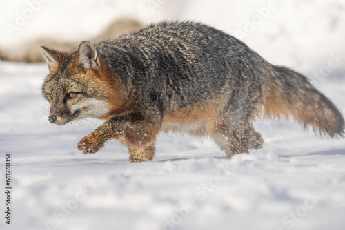 Thick snow, determined canine, Gray Fox (Urocyon cinereoargenteus) focused on making its way through the forest. Its orange and ash gray coat stands out. Taken in controlled conditions © Travis