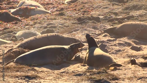 Elephant Seals Engage in Playful Mid Shot Sand Throwing