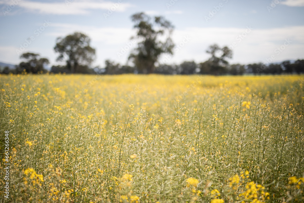 Obraz premium Canola field