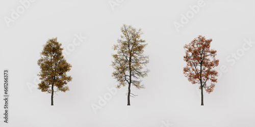 collection tree with leaves isolated on white background, 3d render