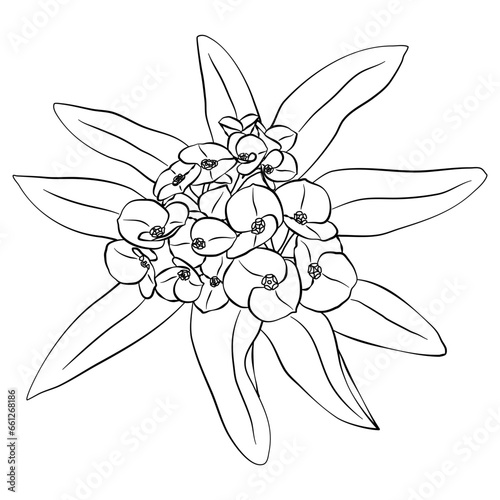 hand drawn line art euphorbia flower bouquet decoration