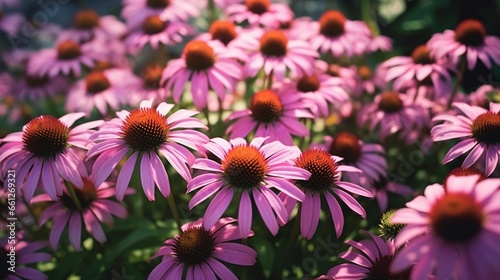 Summertime flowering of echinacea blossoms  a lovely flower cluster.