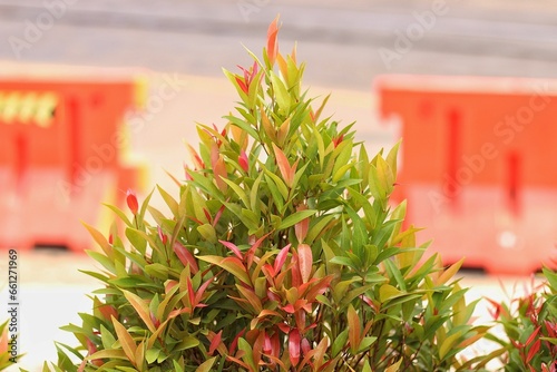 Red shoots (Syzygium myrtifolium) are anti-pollution plants that can absorb carbon dioxide higher than other trees, seen from the rate of photosynthesis and lead content, can also prevent landslides. photo