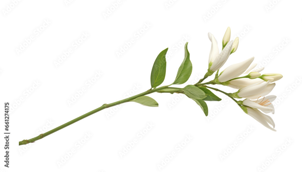 Obraz premium white flower stem isolated on transparent background cutout