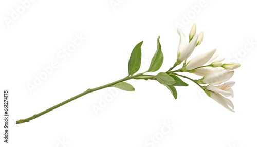 white flower stem isolated on transparent background cutout
