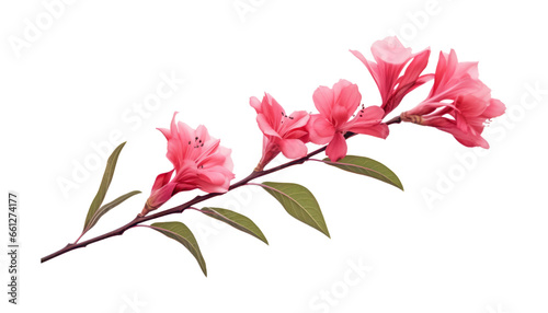 Fototapeta Naklejka Na Ścianę i Meble -  pink flower isolated on white background