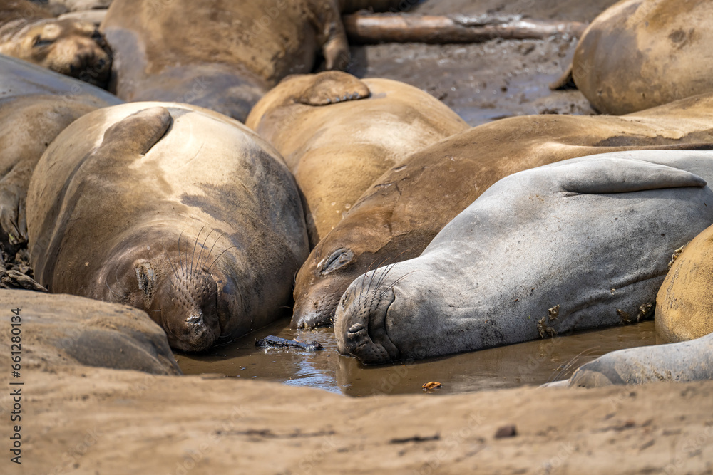 Naklejka premium Elephant seals rest on the beach, Año Nuevo State Park, California