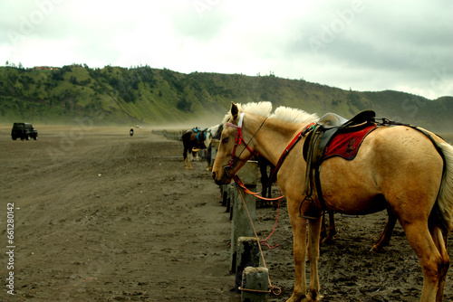 Close up photo of a beautiful beige horse with the desert background of Mount Bromo.