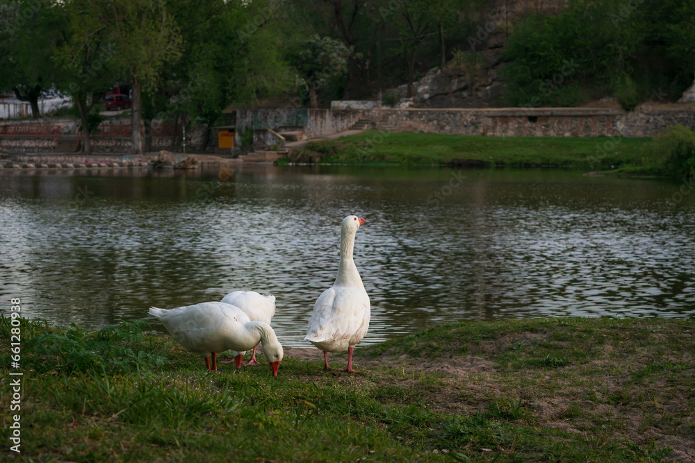 Obraz premium Grupo de gansos en la orilla del río al atardecer con luz natural rasante lateral. Vida silvestre y salvaje en Córdoba. Argentina