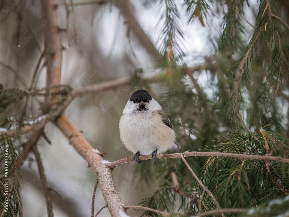Cute bird the willow tit, song bird sitting on the fir branch with snow in winter Cute bird the willow tit, song bird sitting on the fir branch with snow in winter