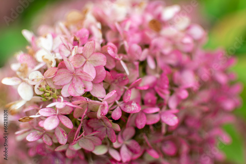 Close-up of flowers. Background with flower and bokeh effect, beautiful floral background with green and pink,Hydrangea macrophylla closeup.