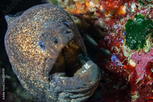 Close up of the face and mouth of a large yellow margin moray eel, Gymnothorax flavimarginatus, in the tropical ocean.