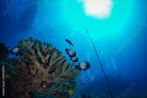 A large antler coral sits at the base of a mooring line holding a dive boat in place.  A group of divers can be seen in the background. Clear blue water on a Hawaiian coral reef.